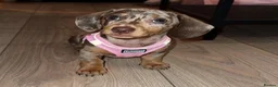 Miniature Dachshund dogs for sale: Beautiful Miniature Dachshund puppy Bella - Advert 4