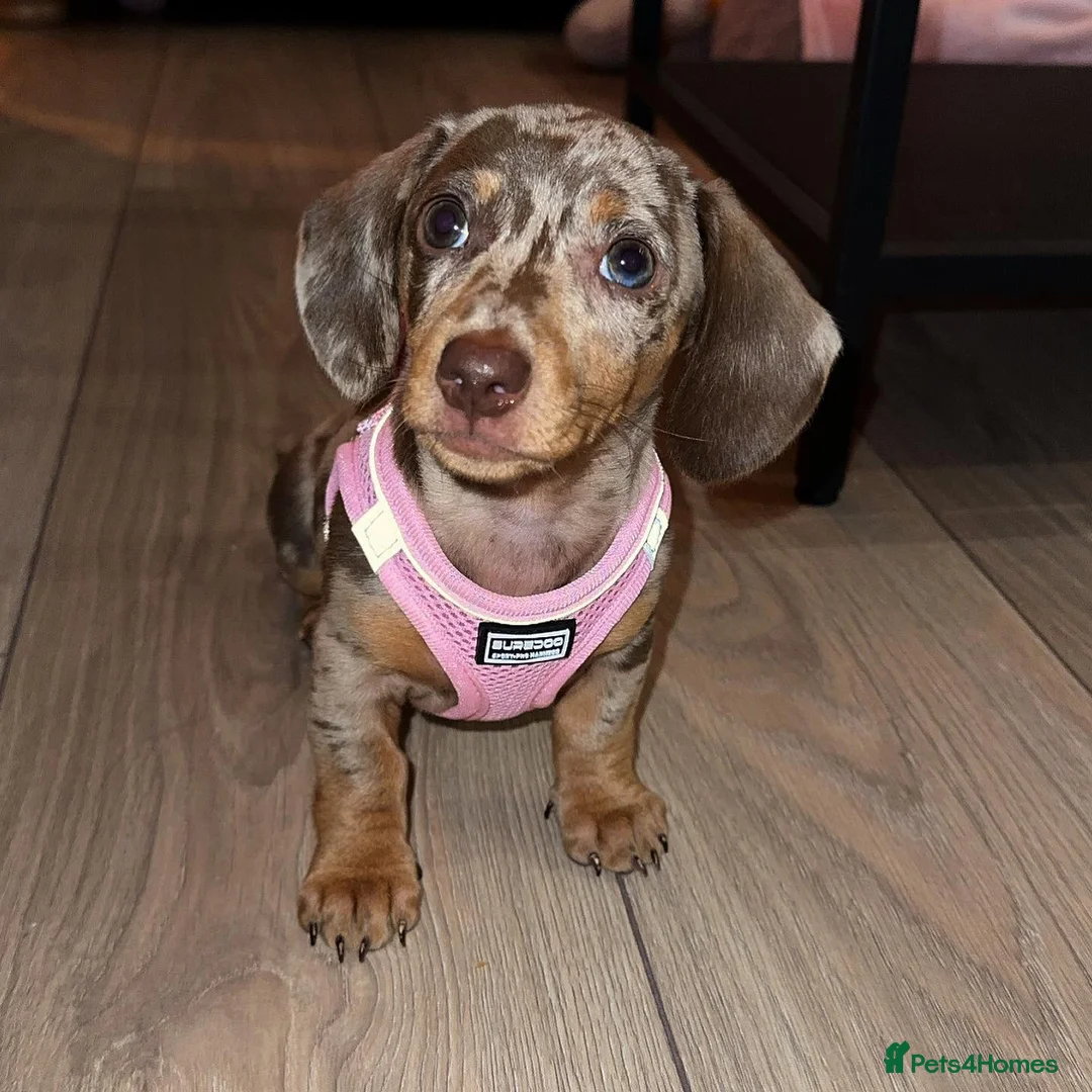 Miniature Dachshund dogs for sale: Beautiful Miniature Dachshund puppy Bella - Advert 4