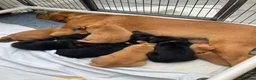 Labrador Retriever dogs for sale: 8 Stunning Fox Red & Black Labrador Puppies in Walsall - Advert 2