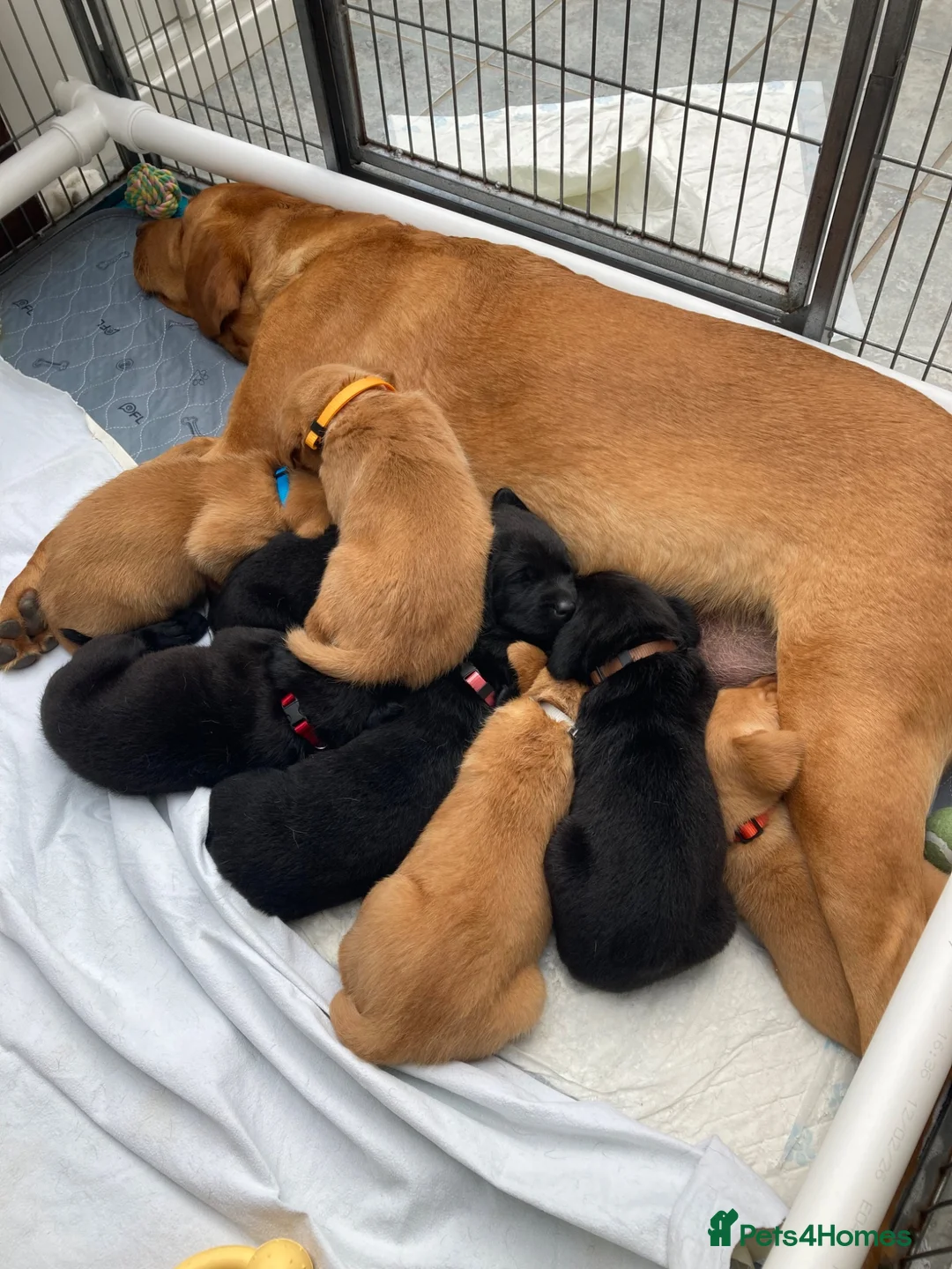 Labrador Retriever dogs for sale: 8 Stunning Fox Red & Black Labrador Puppies in Walsall - Advert 2