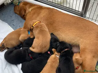 Labrador Retriever dogs 8 Stunning Fox Red & Black Labrador Puppies - Advert 2