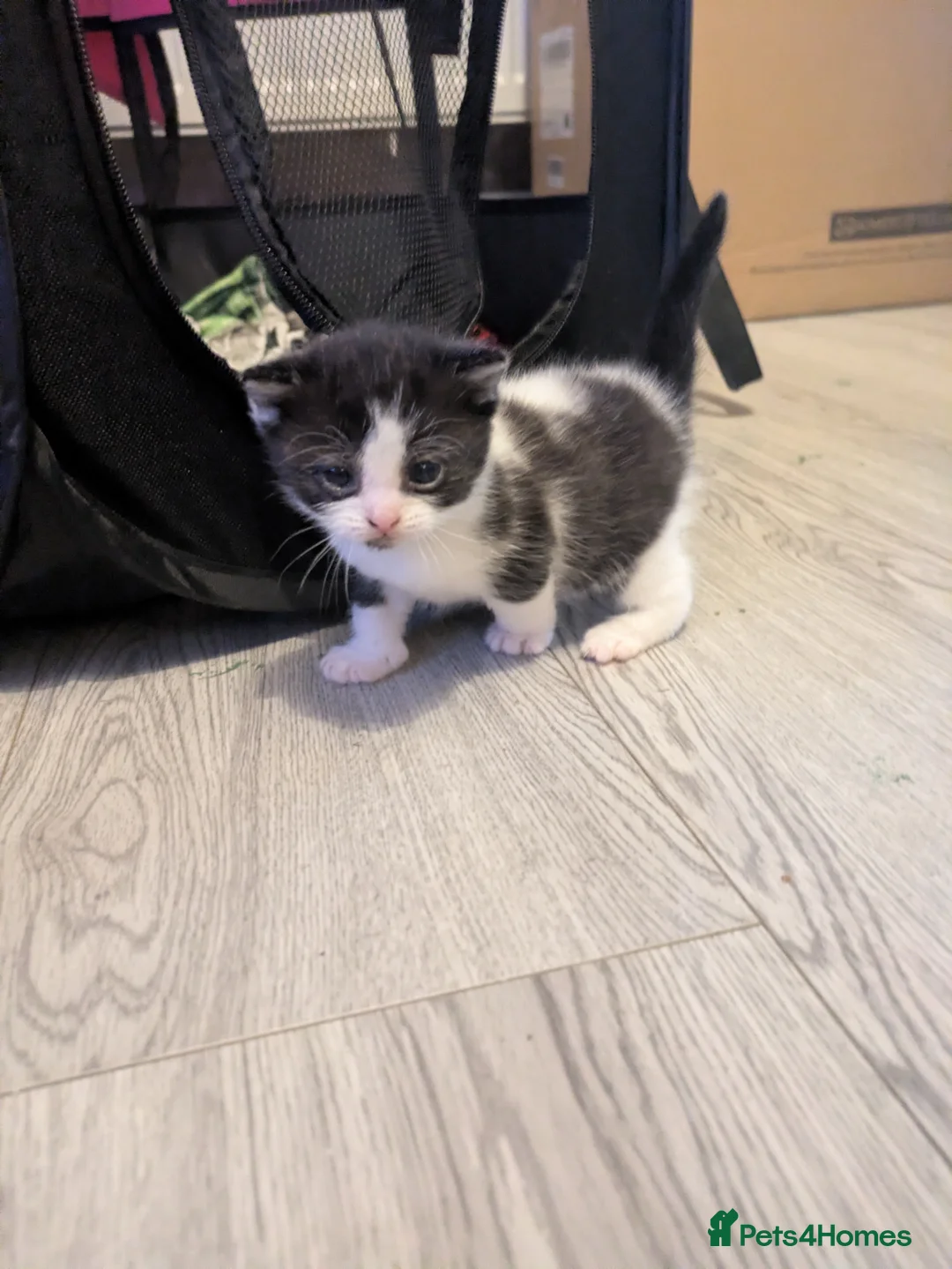 Domestic Shorthair cats for sale: 3 kittens ready for their forever homes - Advert 4