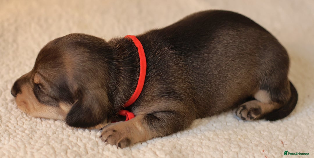 Miniature Dachshund dogs for sale: 5*Licensed+KC+PRAclear+VETchecked+Chocolate&Cream - Advert 7