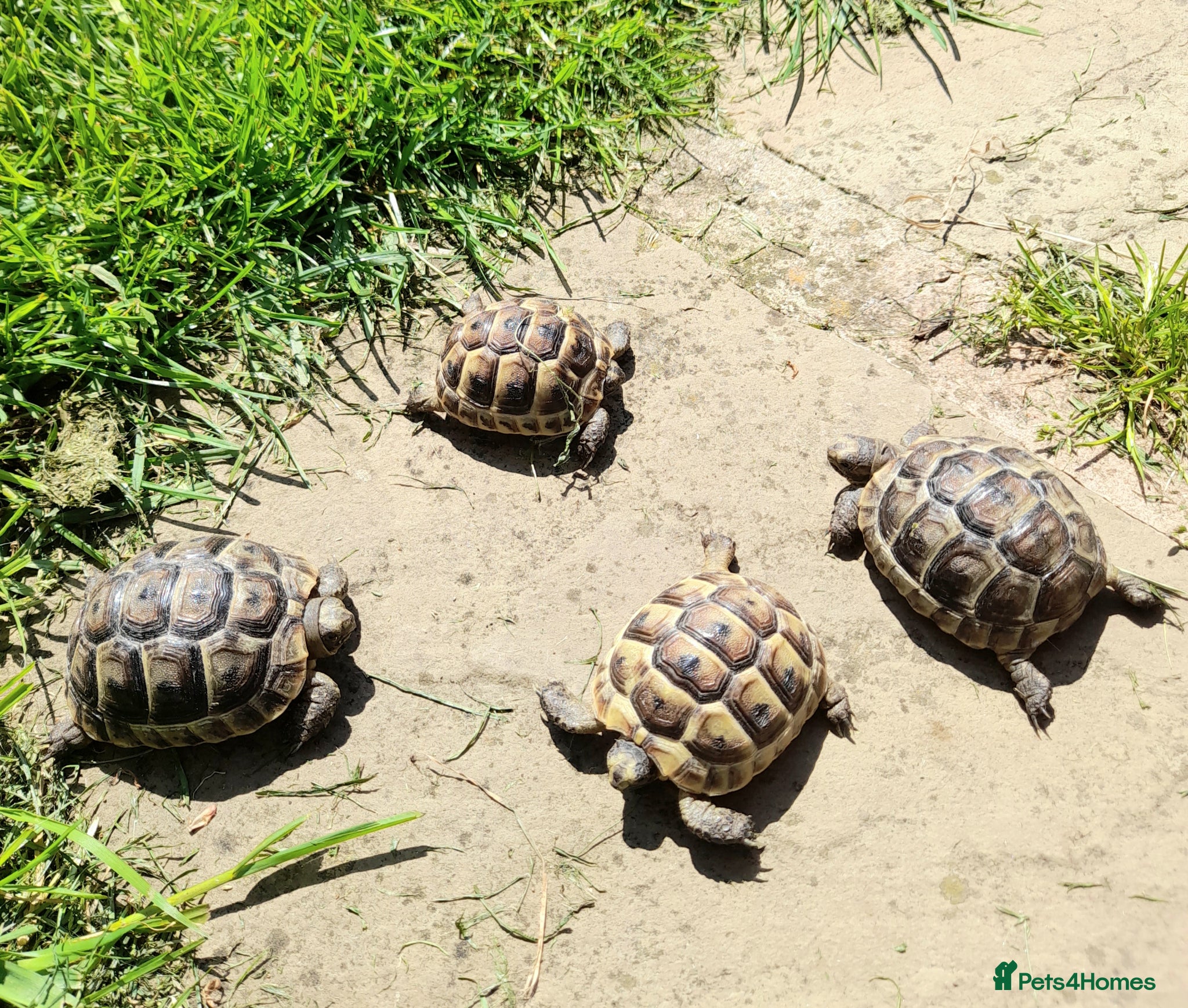 Hermann Tortoise reptiles Med. Spurthigh tortoises for sale - Advert 2
