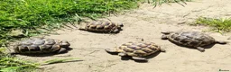 Hermann Tortoise reptiles for sale: Med. Spurthigh tortoises for sale - Advert 2