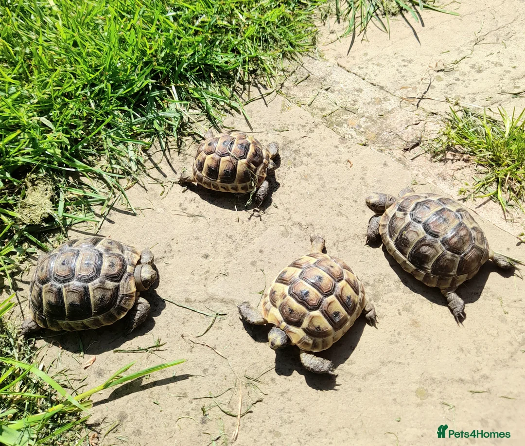 Hermann Tortoise reptiles for sale: Med. Spurthigh tortoises for sale - Advert 2