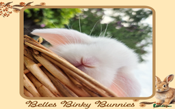 Mini Lop rabbits for sale: 🧡 Blue Eyed Baby Mini Lops - For Reserve - Image 5