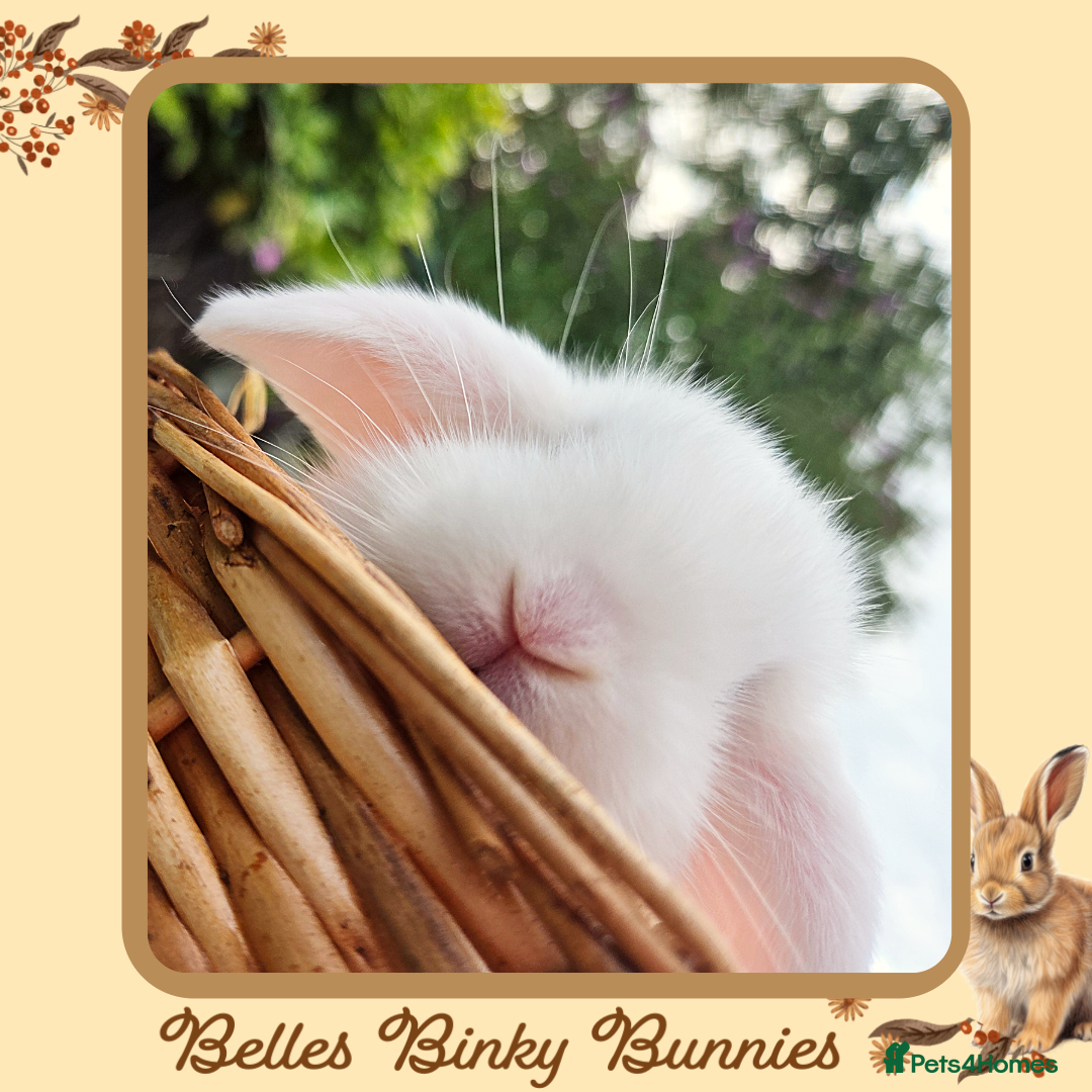 Mini Lop rabbits for sale: 🧡 Blue Eyed Baby Mini Lops - For Reserve - Image 5