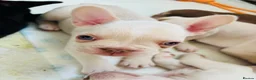 French Bulldog dogs for sale: 2 French bull dog puppies  - Advert 9