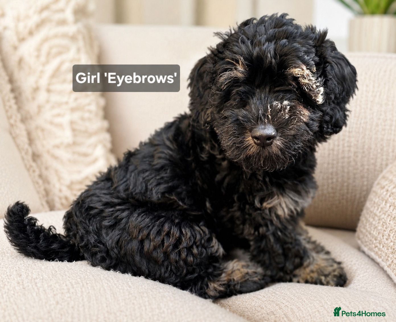Mixed Breed dogs Cockapoo x Lhasa Apso Teddy Bear Puppies Ready Now - Advert 1
