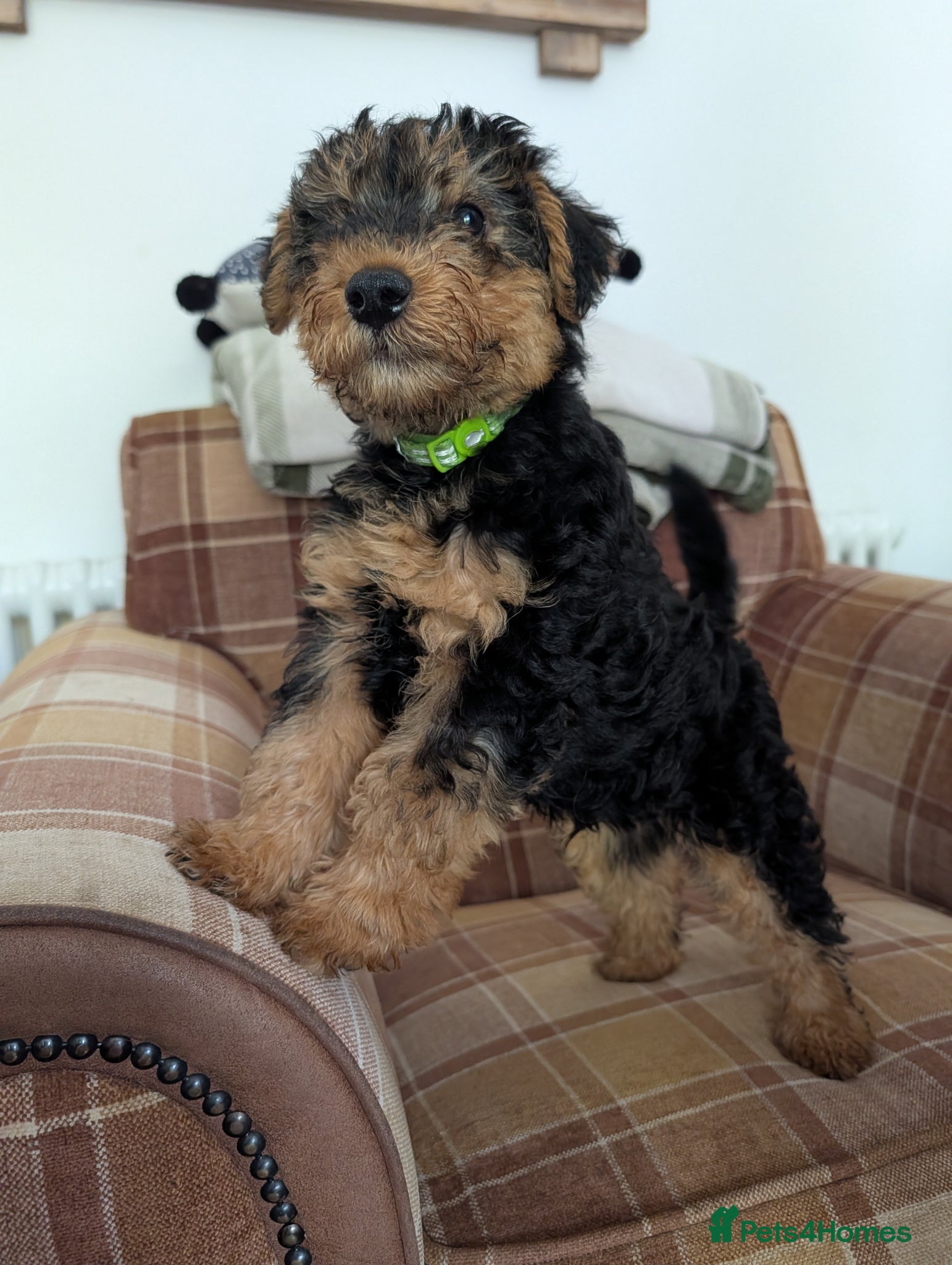 Welsh Terrier dogs Champion Lines KC Registered Welsh Terrier Puppies - Advert 6