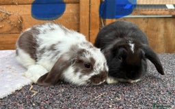 Mini Lop rabbits for sale: Male baby rabbits ready to go now  - Image 5