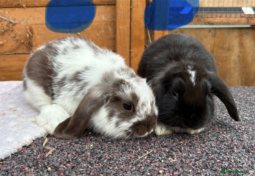 Mini Lop rabbits for sale: Male baby rabbits ready to go now  - Image 5