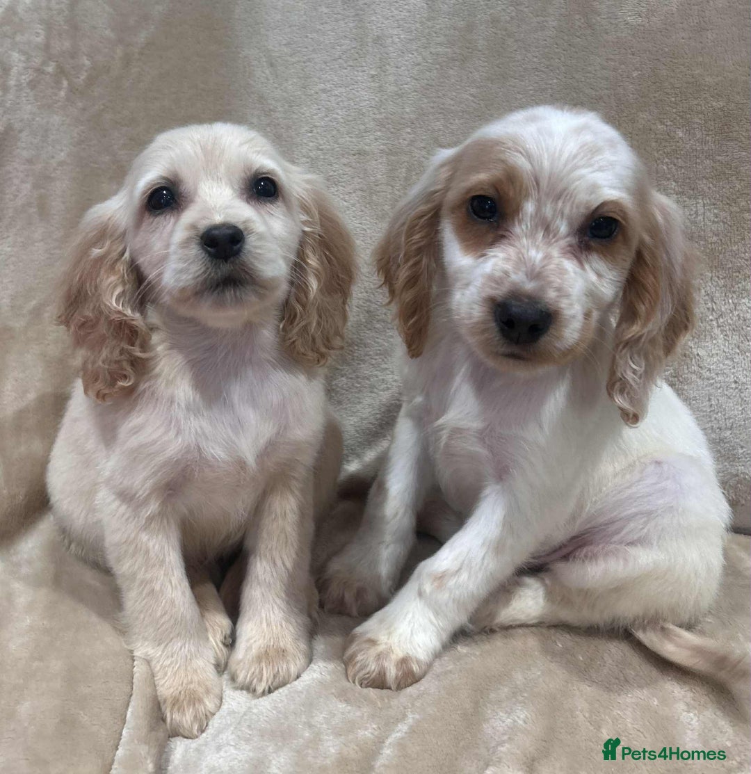 Cockapoo dogs for sale: Stunning cockapoo puppies - Advert 2