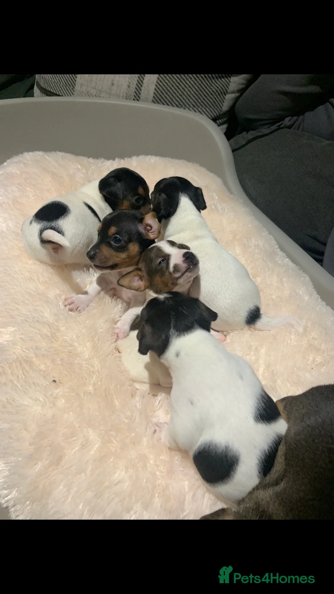 Jack Russell dogs for stud: Blue tri carrying chocolate miniature Jack Russell in Bradford - Advert 25