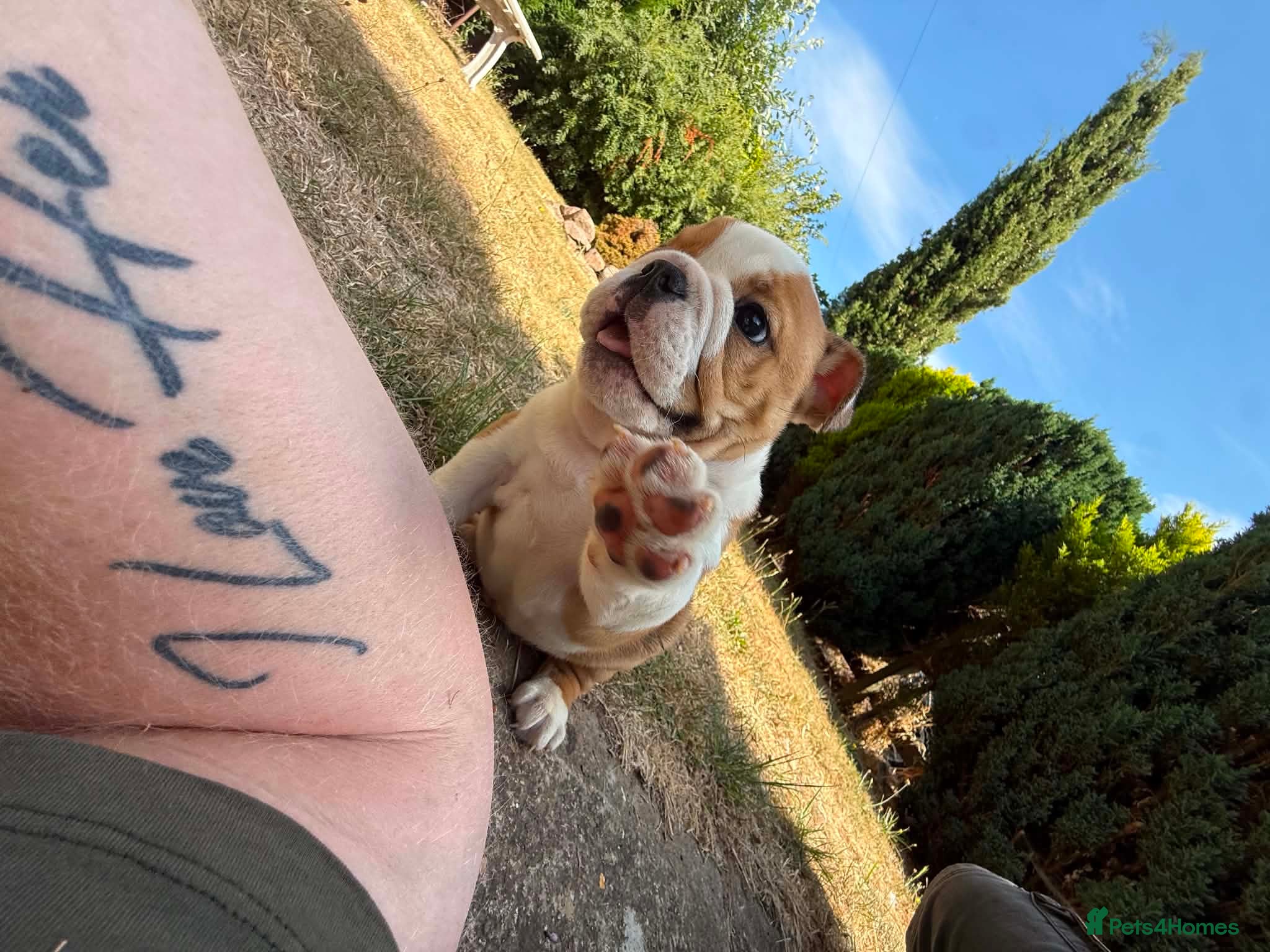 English Bulldog dogs READY NOW LOVELY BOY SEEKS HOME - Advert 5