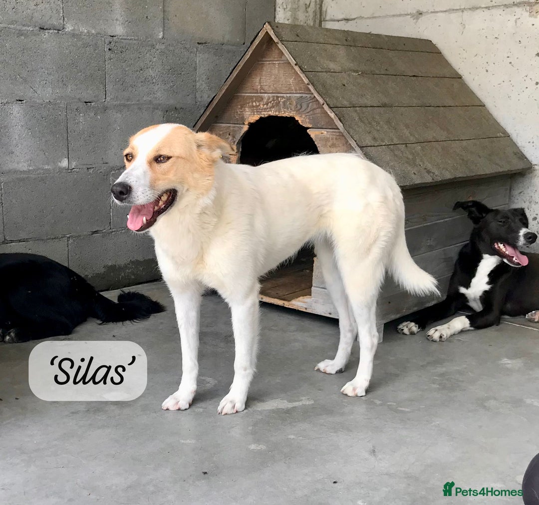 Mixed Breed dogs for adoption: Silas. 4 yrs approx. Available for adoption. in Brixham - Image 9