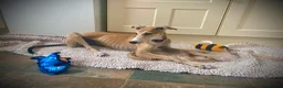Mixed Breed dogs for adoption: Sweet Aurora 5 months old in Usk - Advert 14