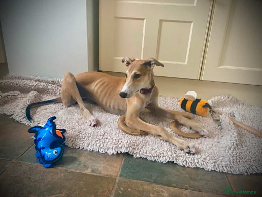 Mixed Breed dogs for adoption: Sweet Aurora 5 months old in Usk - Advert 14