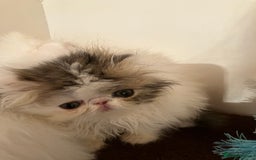 Persian cats for sale: Quality GCCF Registered Pure Persian Kittens  - Image 11