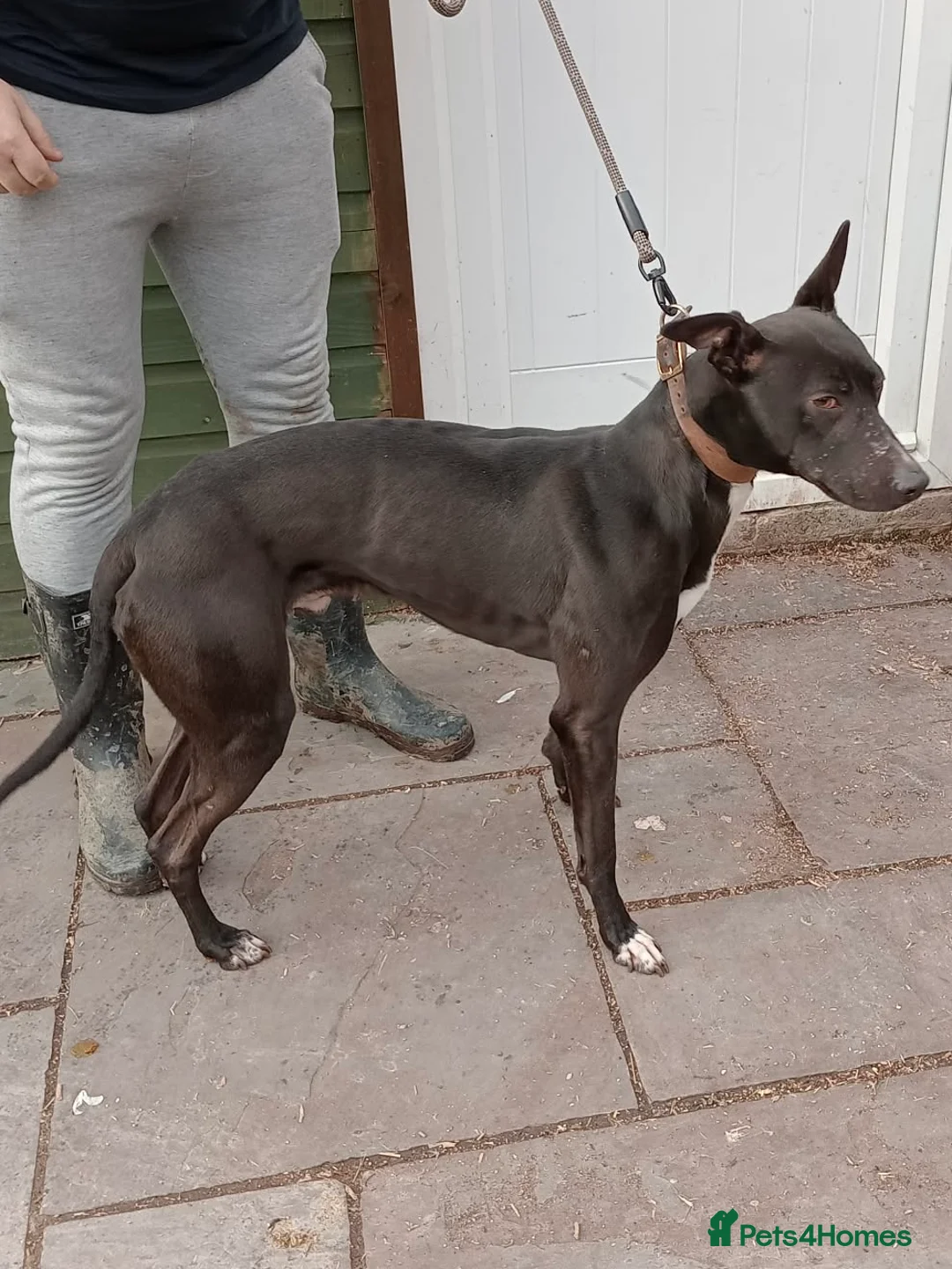 Lurcher dogs for sale: Bull greyhound  in Pontefract - Advert 1