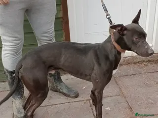 Lurcher dogs Bull greyhound in Pontefract - Advert 6