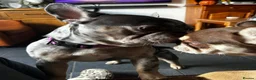 French Bulldog dogs for sale: The sweetest gentlest handsome lilac merle boy - Advert 3