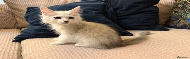 Amara