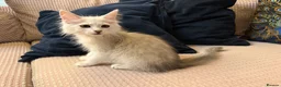 Maine Coon cats for sale:  Beautiful blue high silver shaded and mackerel  - Advert 2