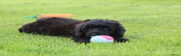 Cavapoo dogs for sale: Beautiful Cavapoo puppies for sale - Advert 38