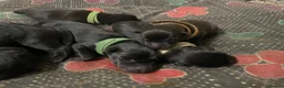 Mixed Breed dogs for sale: Rottweiler X Lab puppies  - Advert 22