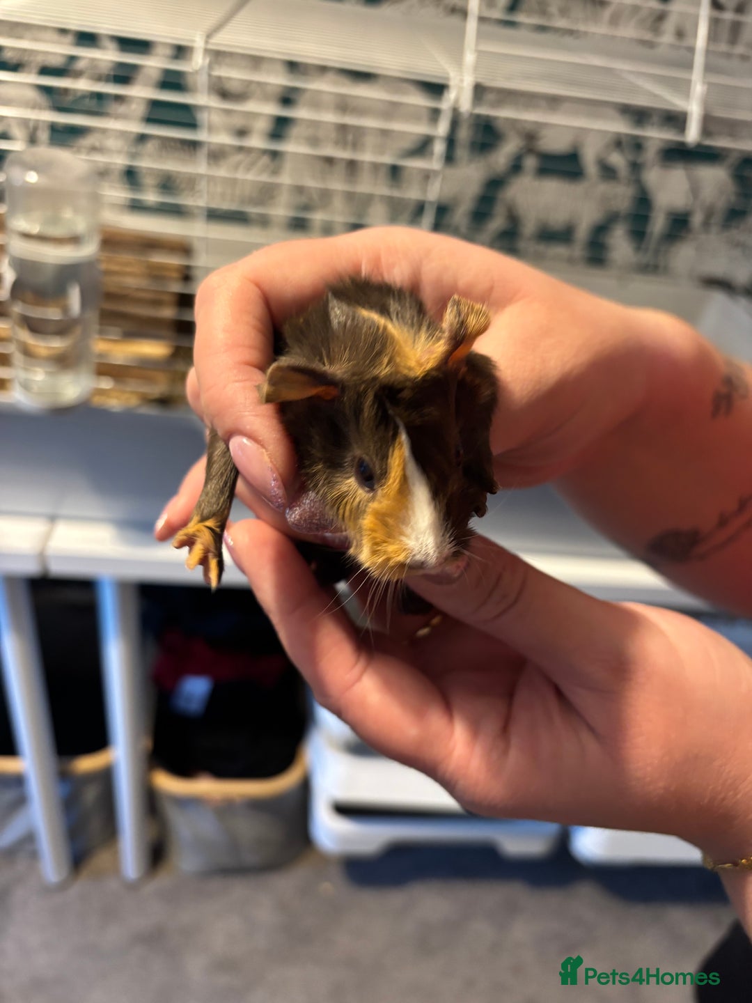 Guinea Pig rodents for sale: Guinea pigs for sale - Advert 4