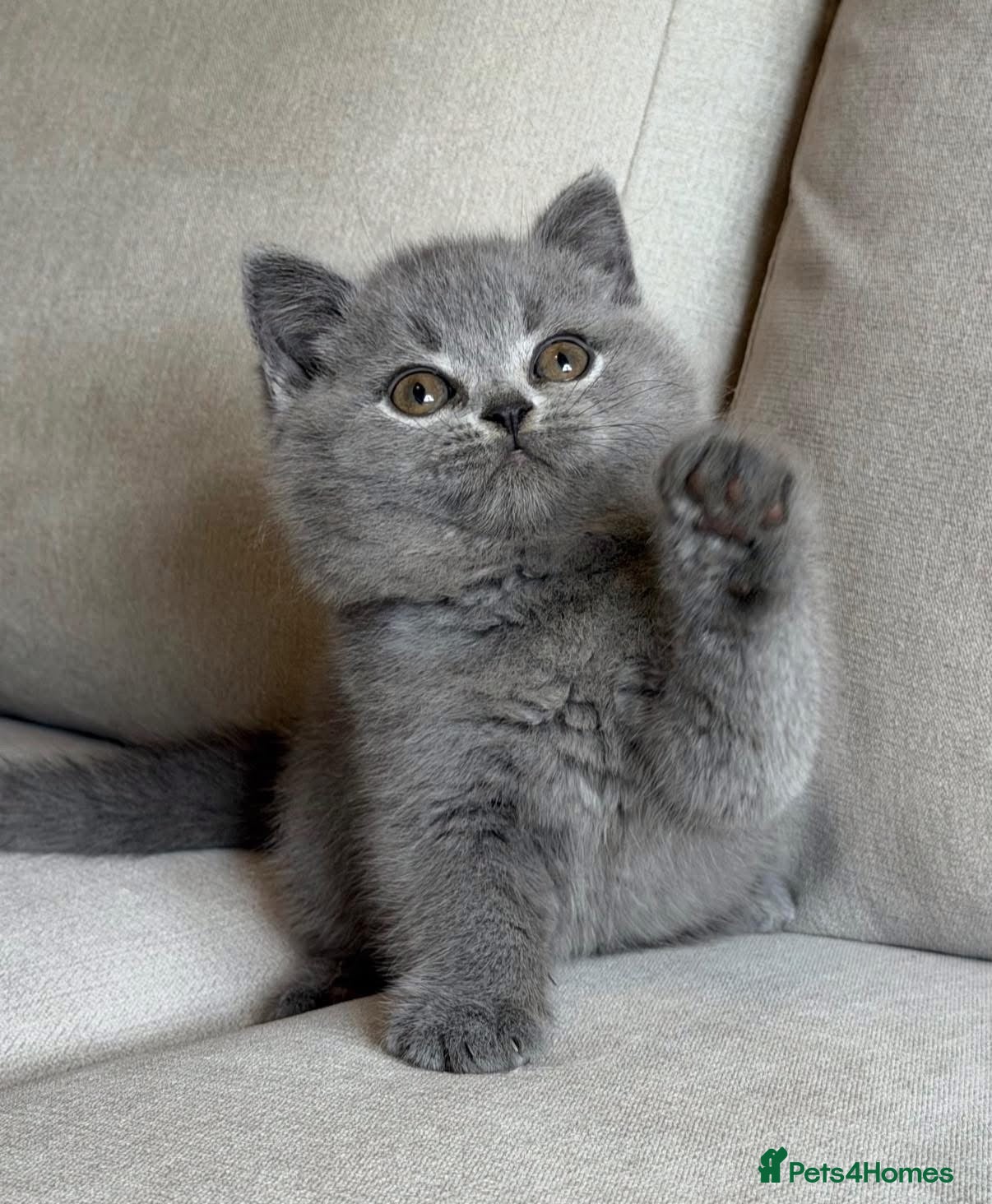 British Shorthair cats for sale: ✨ GCCF BEAUTIFUL KITTENS ✨ - Advert 4
