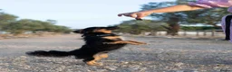 Mixed Breed dogs for adoption: Funny little Fizzy - Advert 10