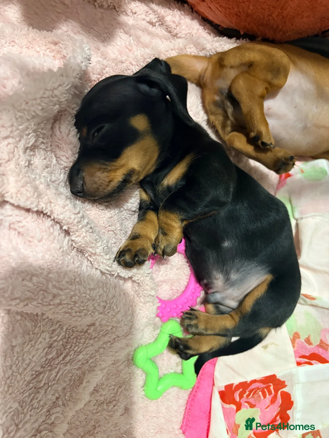 Miniature Dachshund dogs for sale: 2 x miniature dachshunds  in Colchester - Advert 2