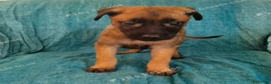 Puppy 9