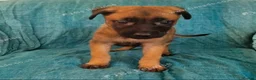 Belgian Shepherd Dog dogs for sale: Belgian malinois puppies KNVP working lines - Advert 24