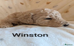 Standard Poodle dogs for sale: Standard poodles - Image 39