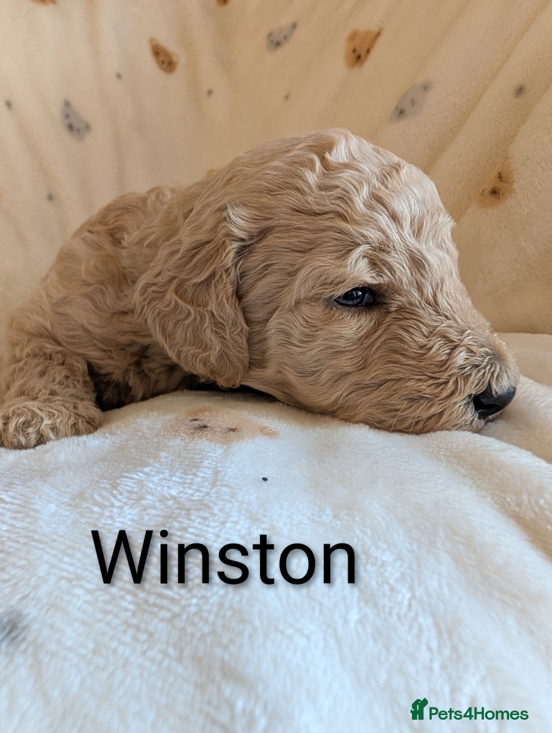 Standard Poodle dogs for sale: Standard poodles - Image 39