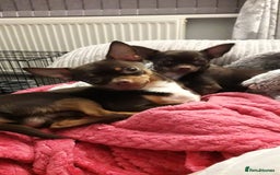 Chihuahua dogs for sale: Beautiful full pedigree chihuahua boy x1  - Advert 7