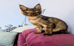Maine Coon cats for sale: Beautiful Pedigree Maine Coon Kittens  - Image 5