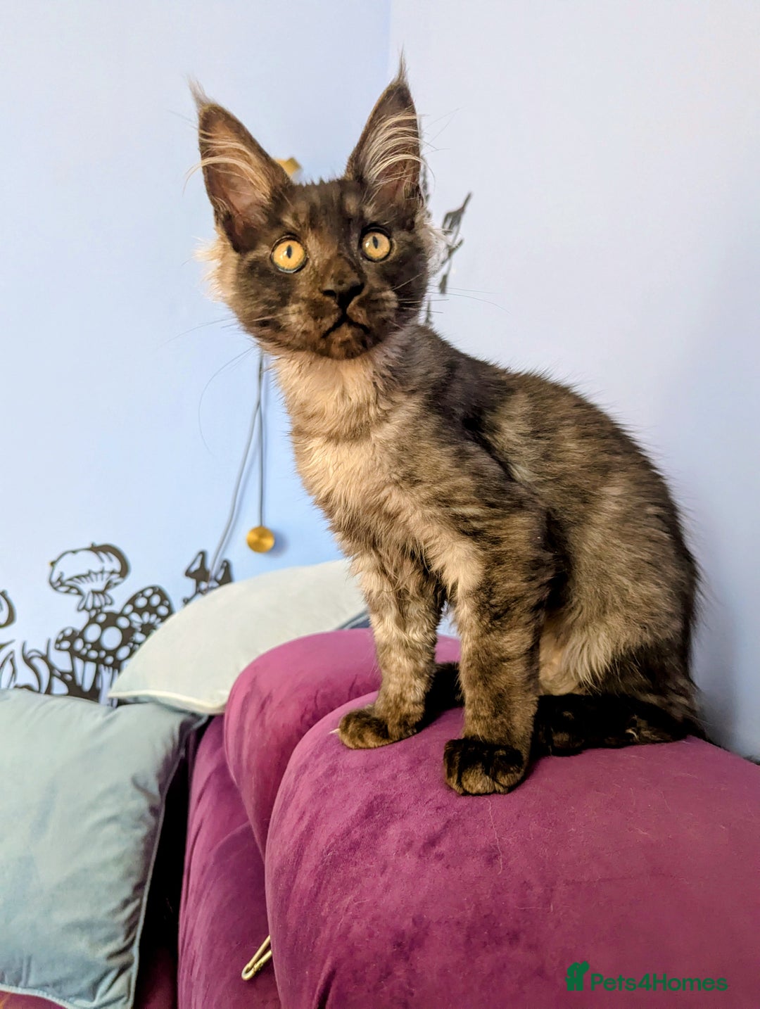 Maine Coon cats for sale: Beautiful Pedigree Maine Coon Kittens  - Image 5