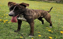 Mixed Breed dogs for sale: Bull Herder pups for sale  - Image 14