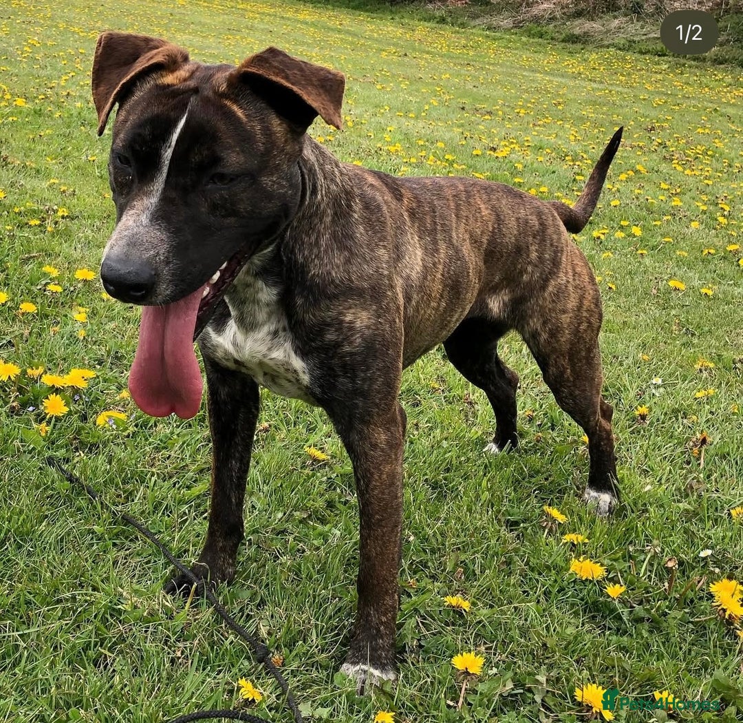 Mixed Breed dogs for sale: Bull Herder pups for sale  - Image 14