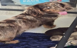 Miniature Dachshund dogs for sale: Top quality Mini long-haired dashhound, Isabella  - Image 6