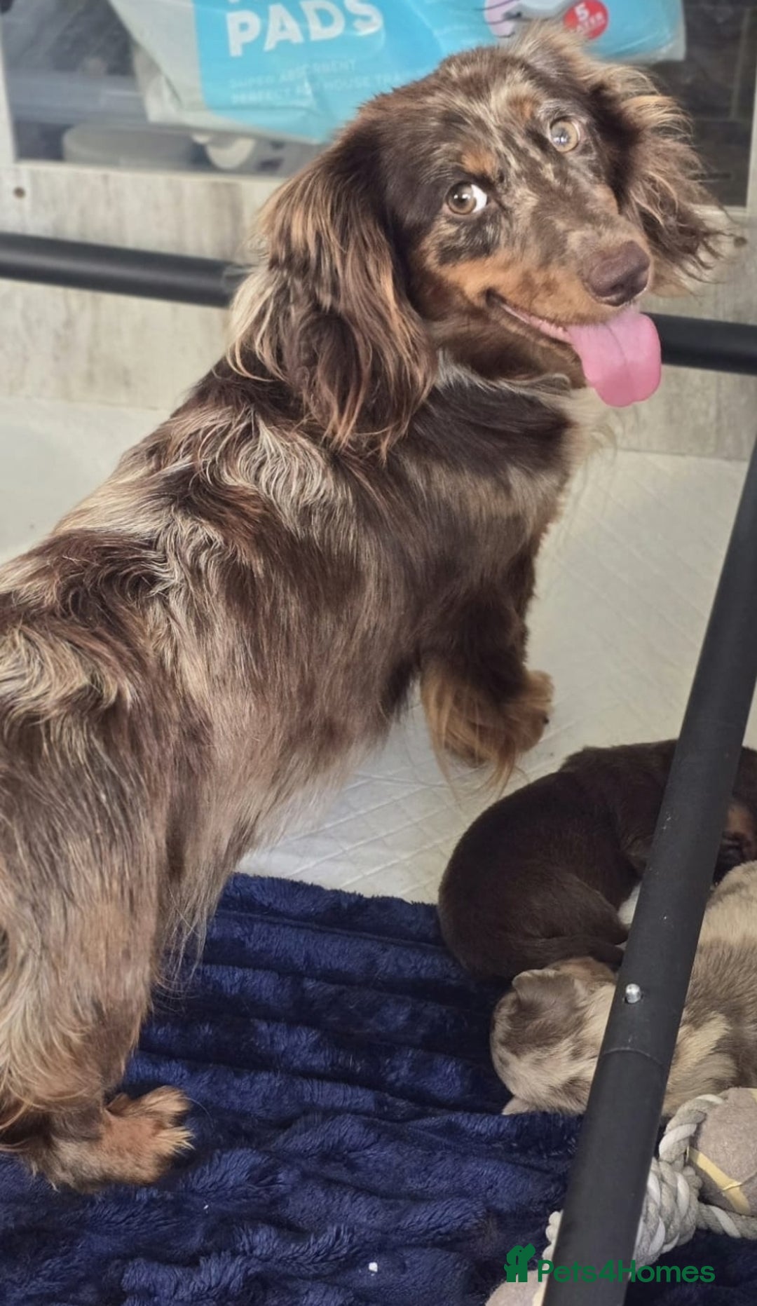 Miniature Dachshund dogs for sale: Top quality Mini long-haired dashhound, Isabella  - Image 6