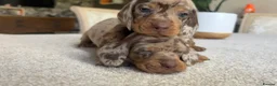 Miniature Dachshund dogs for sale: KC Mini Dachshund Puppies – Dapple & Chocolate - Advert 9