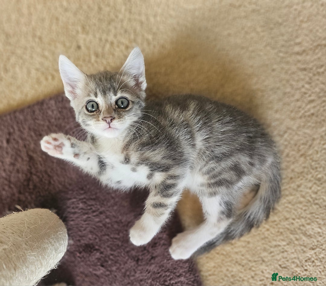 Bengal cats for sale: Bengal kittens. Absolutely beautiful!  - Image 22
