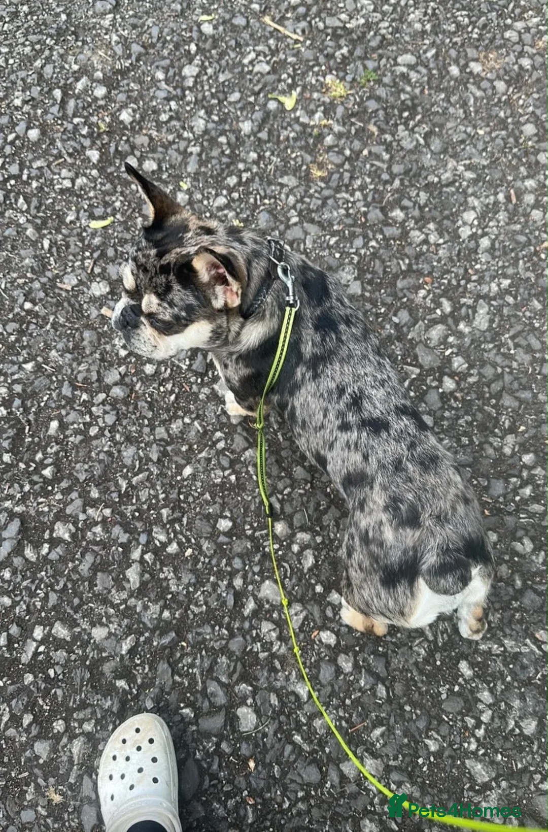 French Bulldog dogs for sale: Make French bulldog  in Bolton - Advert 1