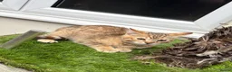 Mixed Breed cats for sale: Half bengal kittens  - Advert 5